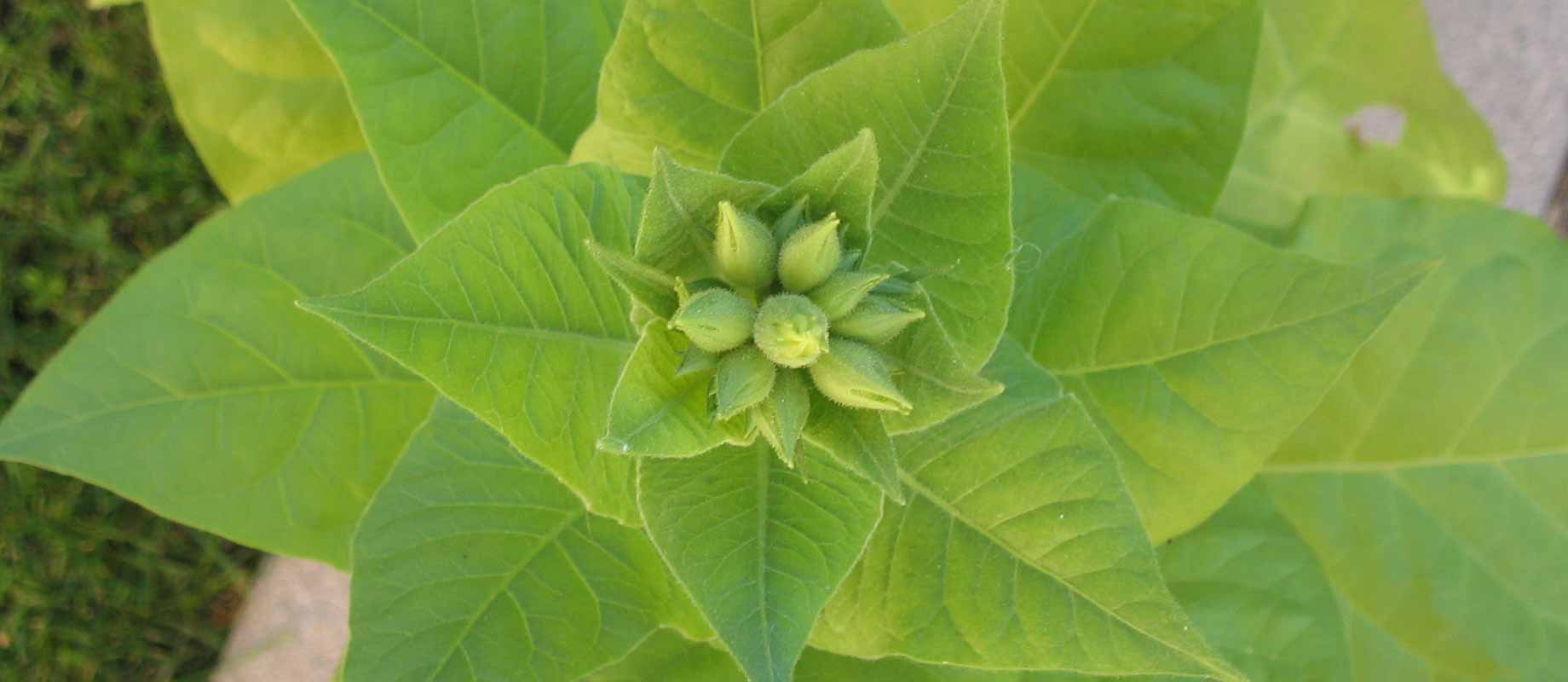 Nicotiana tabacum, plant de tabac